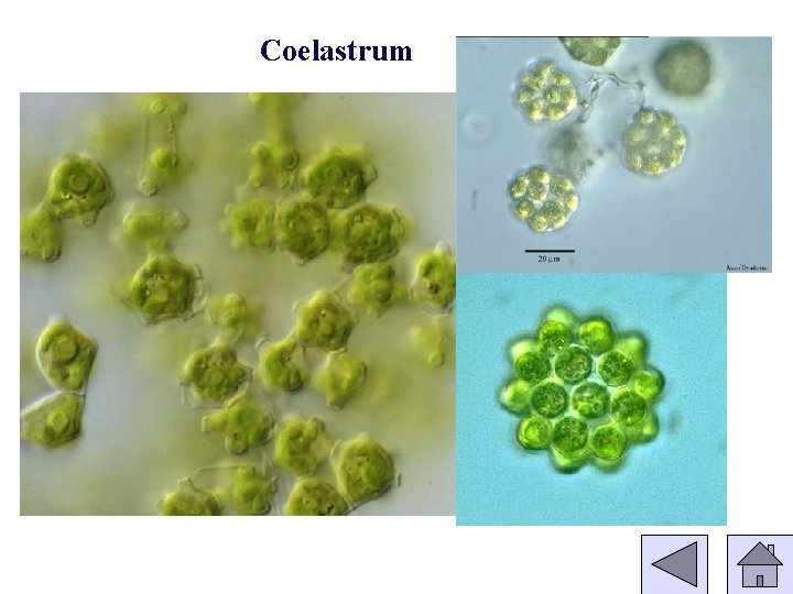 Coelastrum 