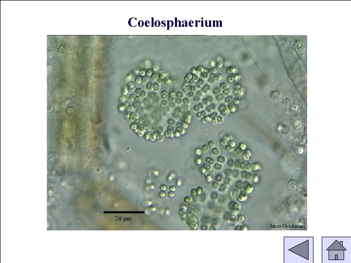 Coelosphaerium 
