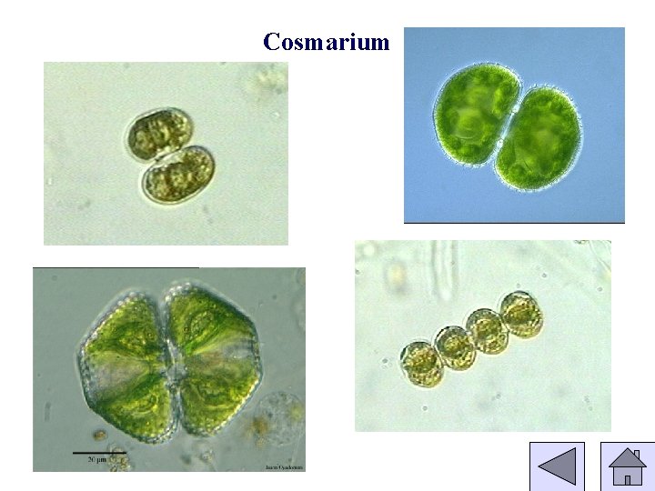 Cosmarium 