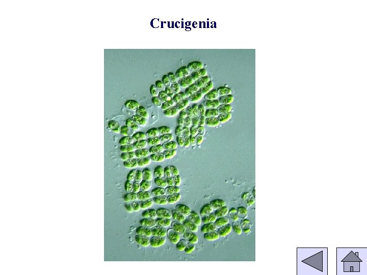 Crucigenia 