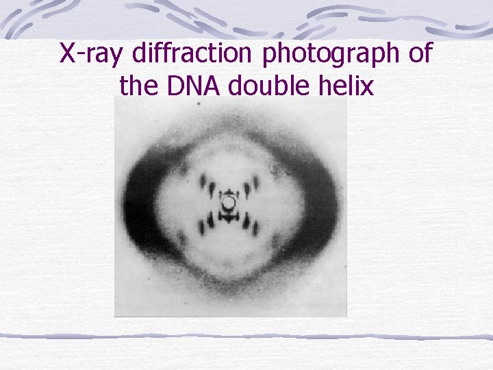 X-ray diffraction photograph of the DNA double helix 