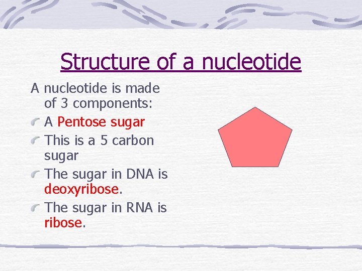 Structure of a nucleotide A nucleotide is made of 3 components: A Pentose sugar