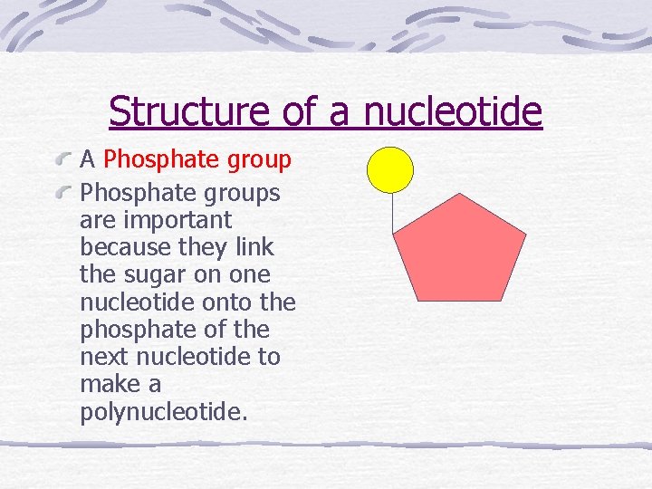 Structure of a nucleotide A Phosphate groups are important because they link the sugar