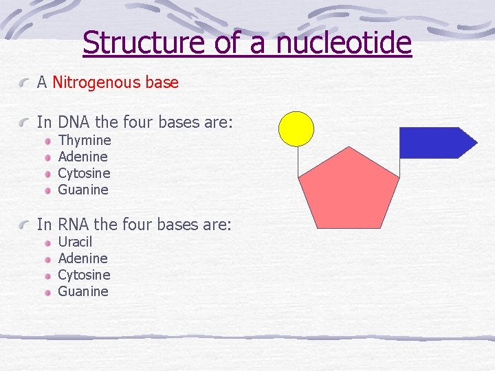 Structure of a nucleotide A Nitrogenous base In DNA the four bases are: Thymine