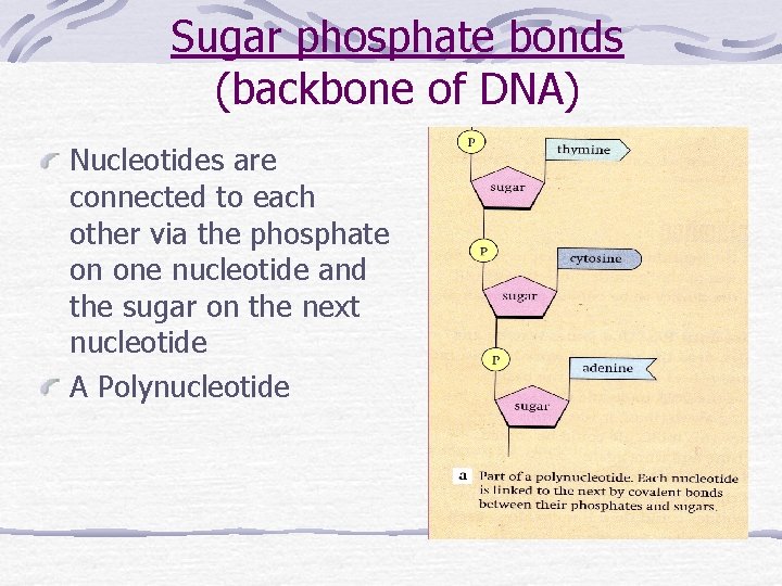 Sugar phosphate bonds (backbone of DNA) Nucleotides are connected to each other via the