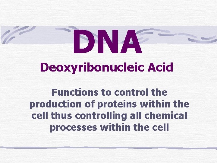 DNA Deoxyribonucleic Acid Functions to control the production of proteins within the cell thus