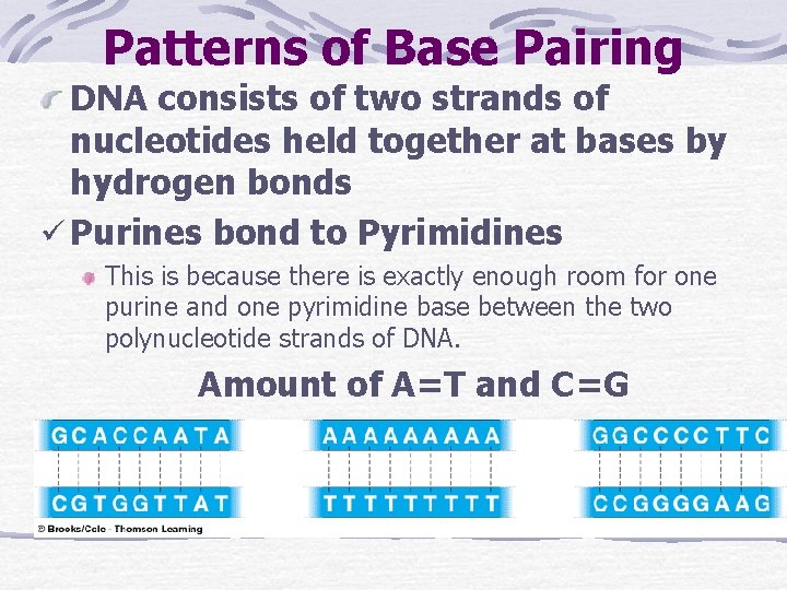 Patterns of Base Pairing DNA consists of two strands of nucleotides held together at