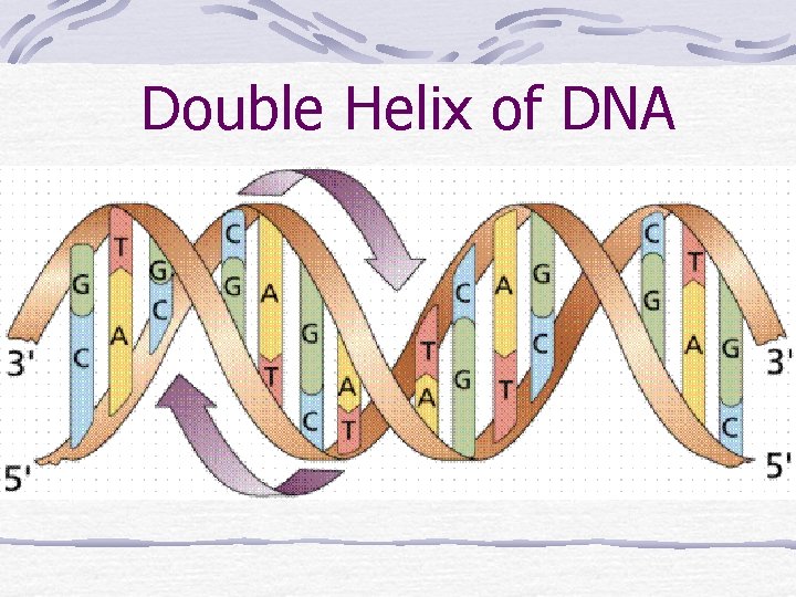 Double Helix of DNA 