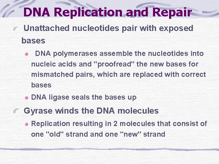 DNA Replication and Repair Unattached nucleotides pair with exposed bases DNA polymerases assemble the
