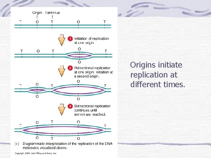 Origins initiate replication at different times. 