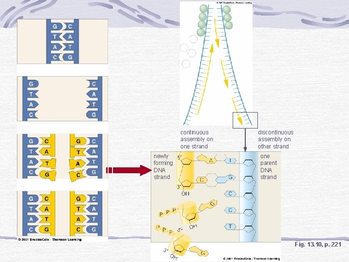 continuous assembly on one strand newly forming DNA strand discontinuous assembly on other strand