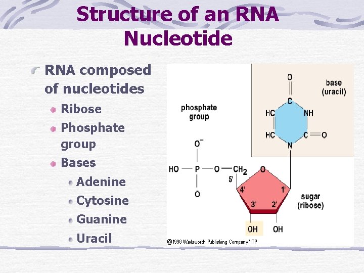 Structure of an RNA Nucleotide RNA composed of nucleotides Ribose Phosphate group Bases Adenine