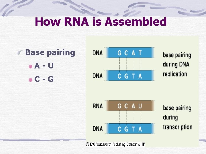 How RNA is Assembled Base pairing A-U C-G 