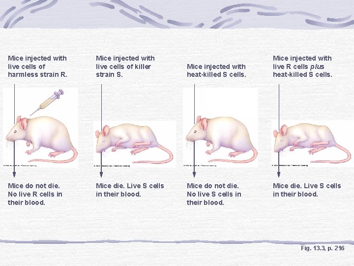 Mice injected with live cells of harmless strain R. Mice injected with live cells