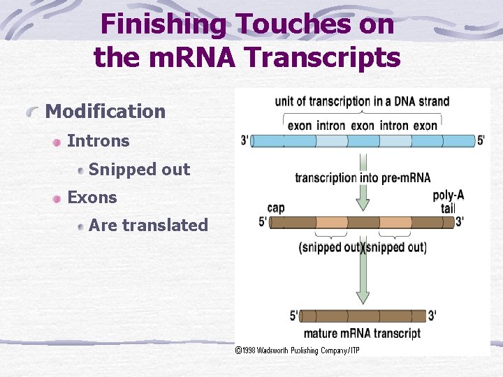 Finishing Touches on the m. RNA Transcripts Modification Introns Snipped out Exons Are translated