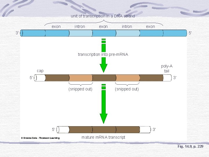 unit of transcription in a DNA strand exon intron exon 3’ 5’ transcription into