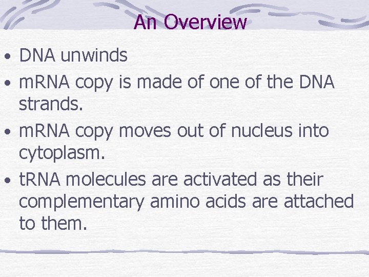 An Overview • DNA unwinds • m. RNA copy is made of one of