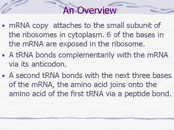 An Overview • m. RNA copy attaches to the small subunit of the ribosomes