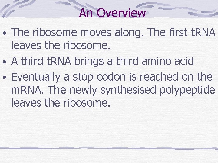 An Overview • The ribosome moves along. The first t. RNA leaves the ribosome.