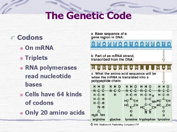 The Genetic Code Codons On m. RNA Triplets RNA polymerases read nucleotide bases Cells