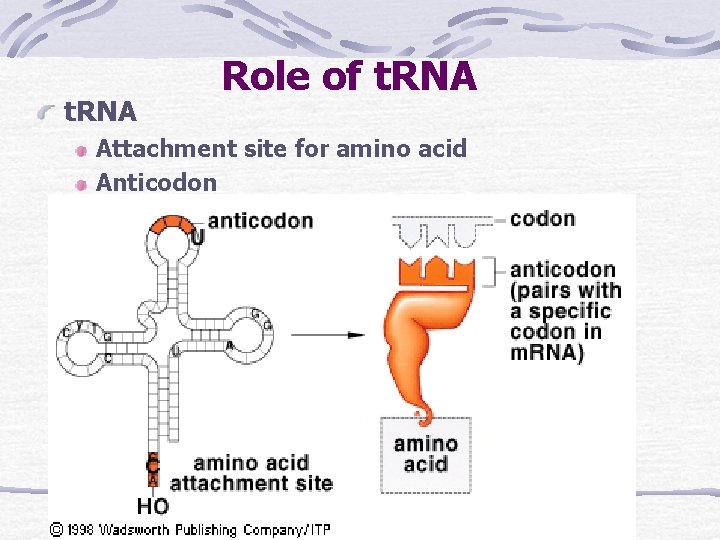 t. RNA Role of t. RNA Attachment site for amino acid Anticodon 