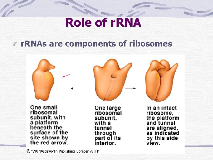 Role of r. RNAs are components of ribosomes 