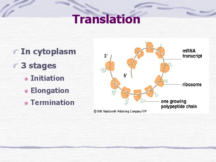 Translation In cytoplasm 3 stages Initiation Elongation Termination 