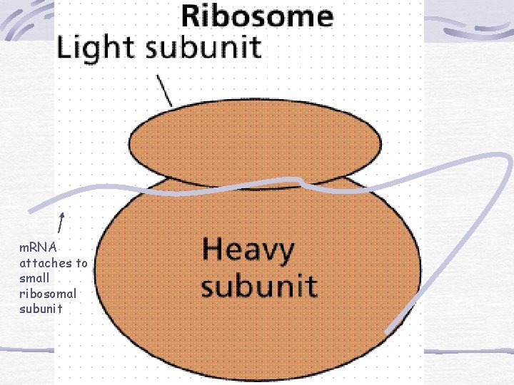 m. RNA attaches to small ribosomal subunit 