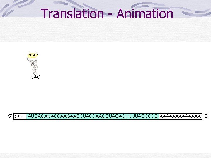 Translation - Animation 