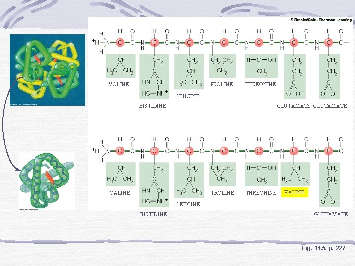 VALINE PROLINE THREONINE LEUCINE HISTIDINE GLUTAMATE VALINE PROLINE THREONINE VALINE LEUCINE HISTIDINE GLUTAMATE Fig.