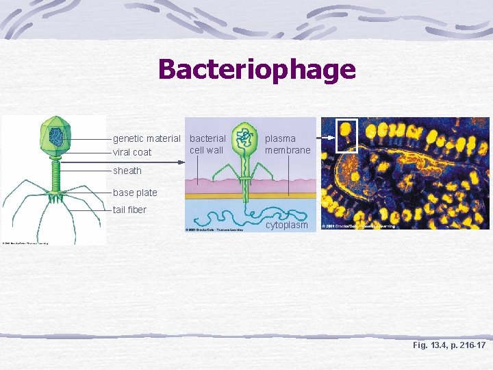 Bacteriophage genetic material bacterial cell wall viral coat plasma membrane sheath base plate tail