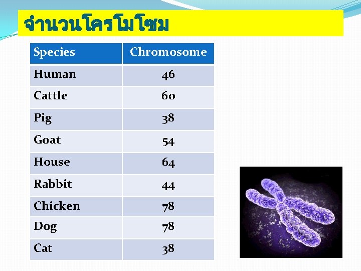 จำนวนโครโมโซม Species Chromosome Human 46 Cattle 60 Pig 38 Goat 54 House 64 Rabbit