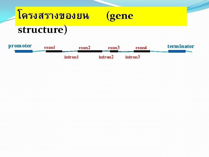 โครงสรางของยน (gene structure) promoter exon 1 exon 2 intron 1 exon 3 exon 4