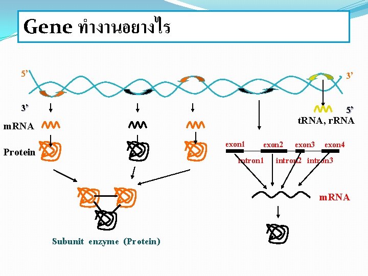 Gene ทำงานอยางไร 5’ 3’ 3’ 5’ t. RNA, r. RNA m. RNA exon 1