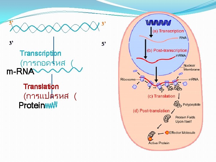 5’ 3’ 3’ 5’ Transcription (การถอดรหส ( m-RNA Translation (การแปลรหส ( Protein 