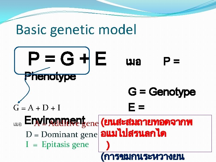 Basic genetic model P=G+E เมอ P= Phenotype G=A+D+I G = Genotype E= เมอ Environment