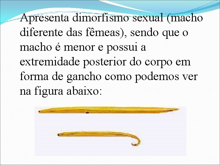 Apresenta dimorfismo sexual (macho diferente das fêmeas), sendo que o macho é menor e
