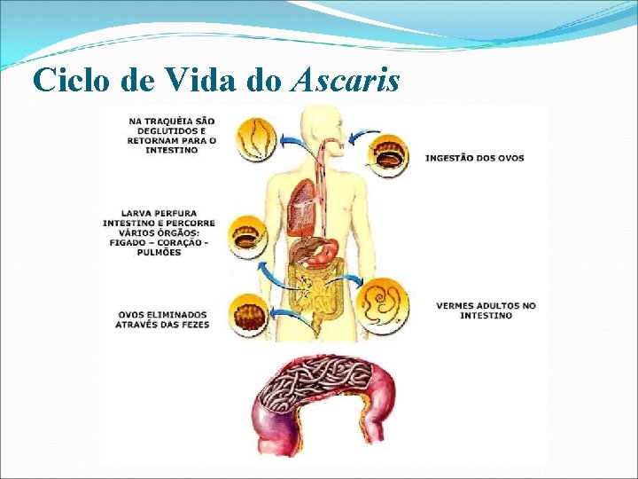 Ciclo de Vida do Ascaris 