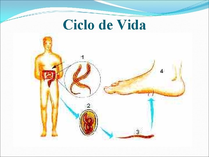 Ciclo de Vida 