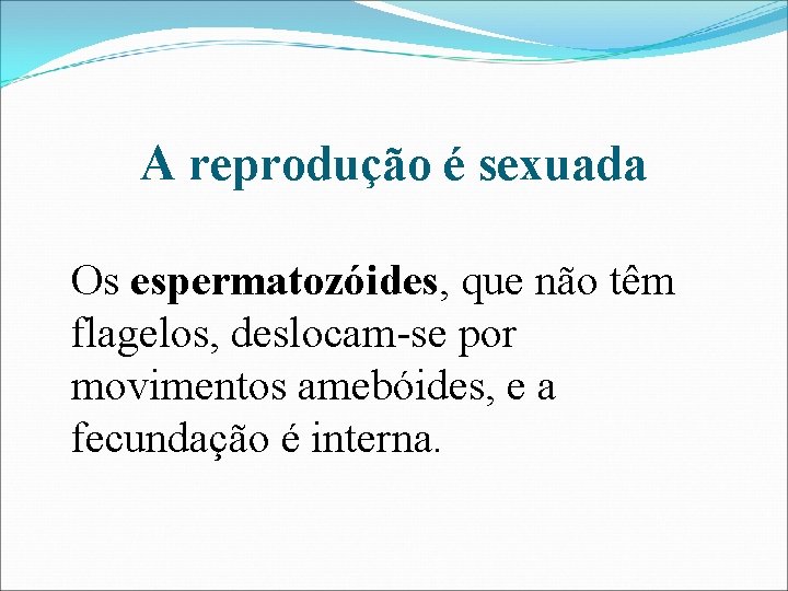 A reprodução é sexuada Os espermatozóides, que não têm flagelos, deslocam-se por movimentos amebóides,