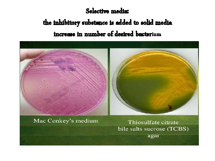 Selective media: the inhibitory substance is added to solid media increase in number of