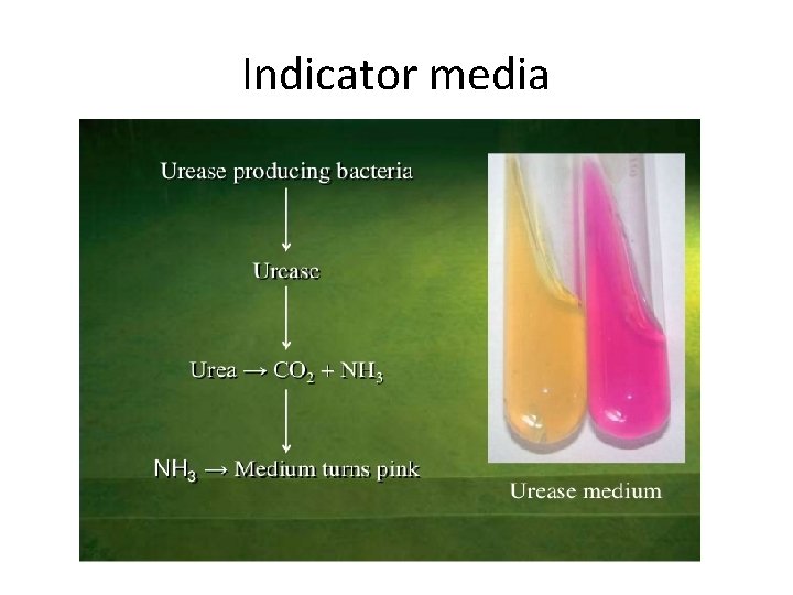 Indicator media 