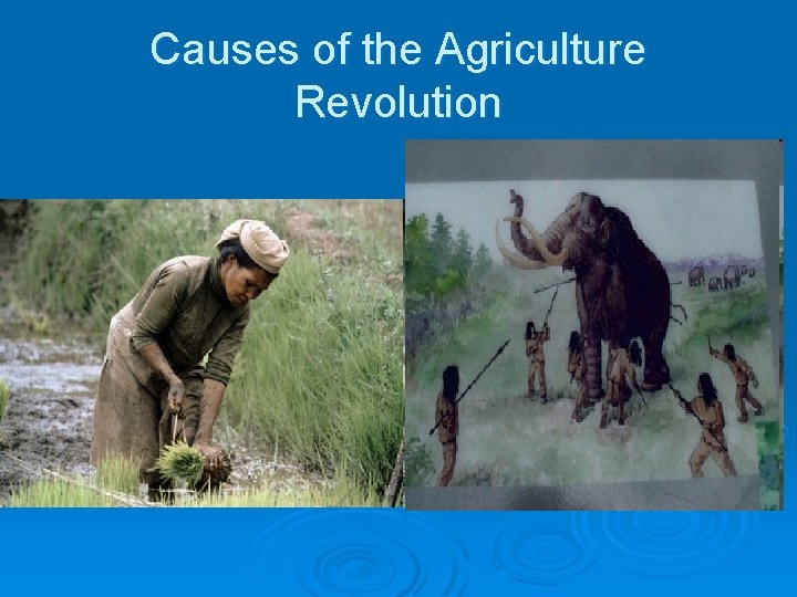 Causes of the Agriculture Revolution 