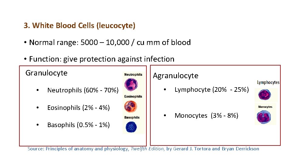 3. White Blood Cells (leucocyte) • Normal range: 5000 – 10, 000 / cu
