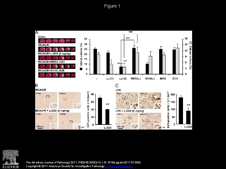 Figure 1 The American Journal of Pathology 2011 1792042 -2052 DOI: (10. 1016/j. ajpath.