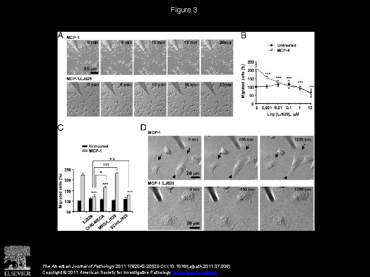 Figure 3 The American Journal of Pathology 2011 1792042 -2052 DOI: (10. 1016/j. ajpath.