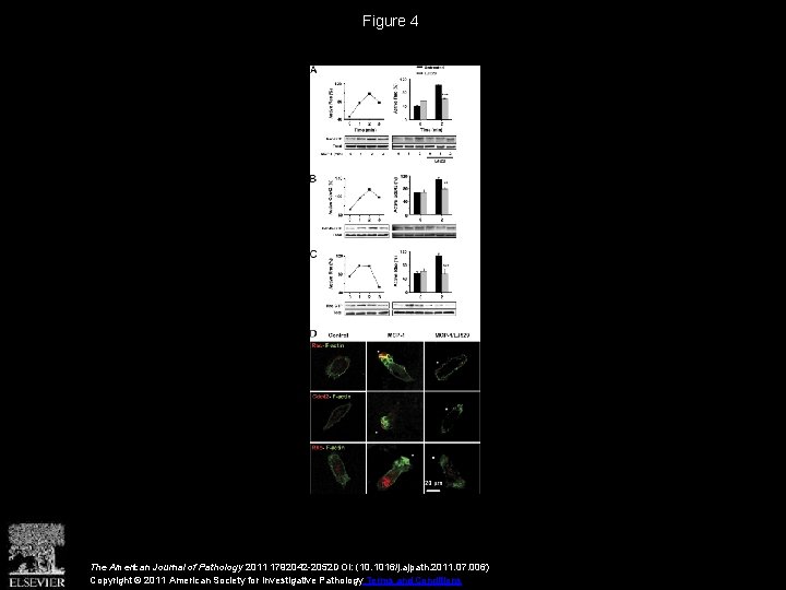 Figure 4 The American Journal of Pathology 2011 1792042 -2052 DOI: (10. 1016/j. ajpath.