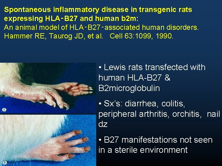 Spontaneous inflammatory disease in transgenic rats expressing HLA‑B 27 and human b 2 m: