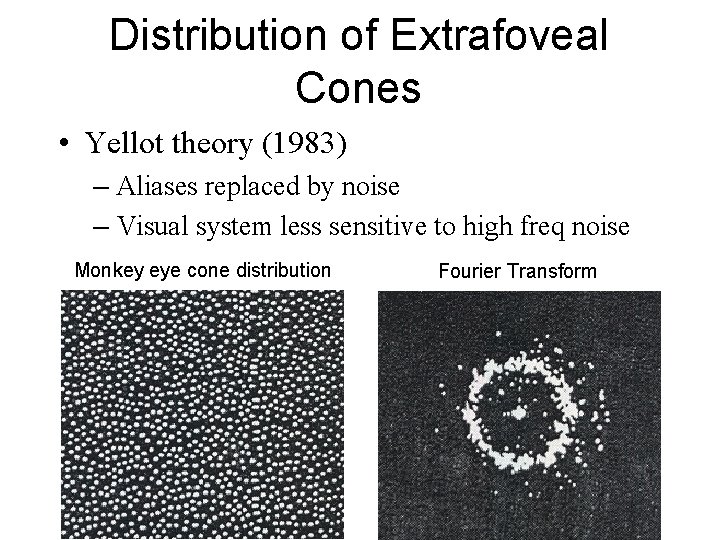 Distribution of Extrafoveal Cones • Yellot theory (1983) – Aliases replaced by noise –