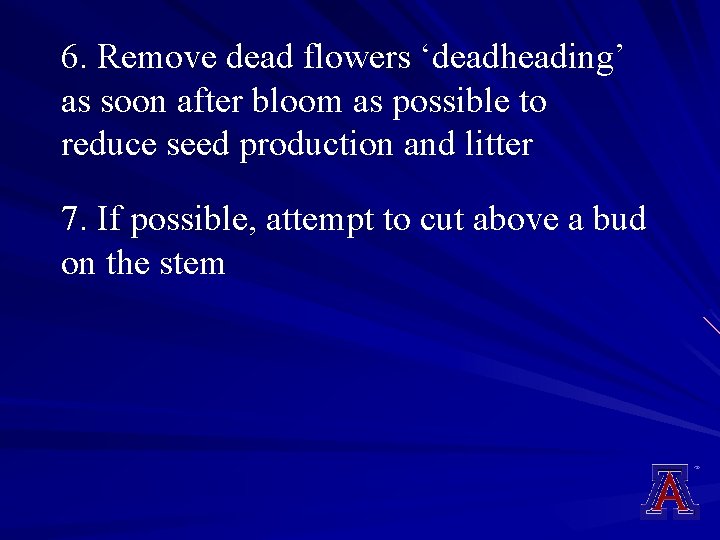 6. Remove dead flowers ‘deadheading’ as soon after bloom as possible to reduce seed